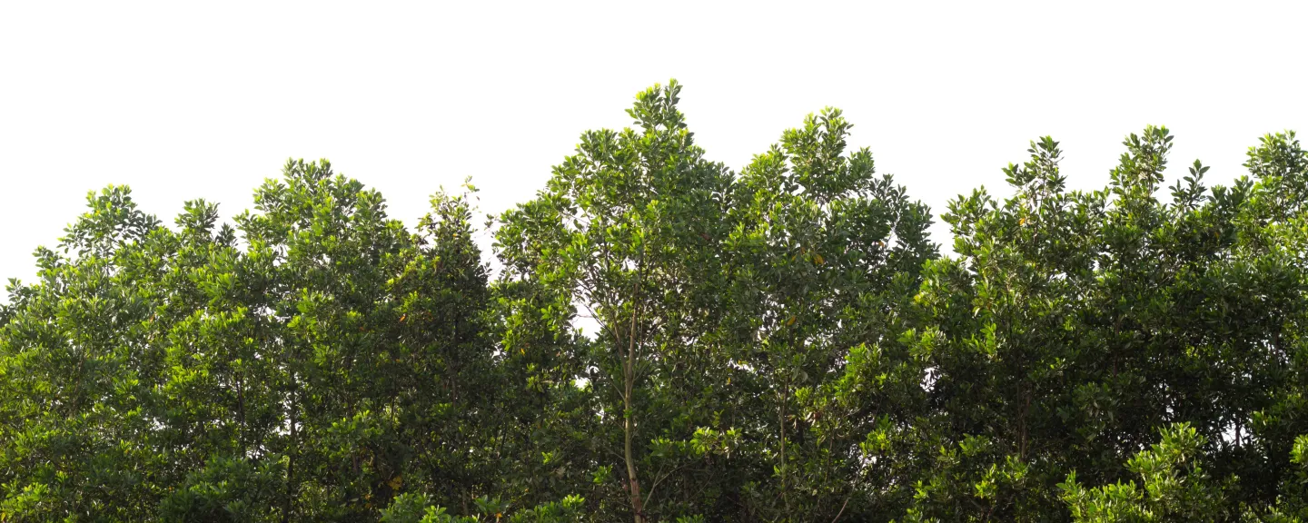 Environmental Impact Banner